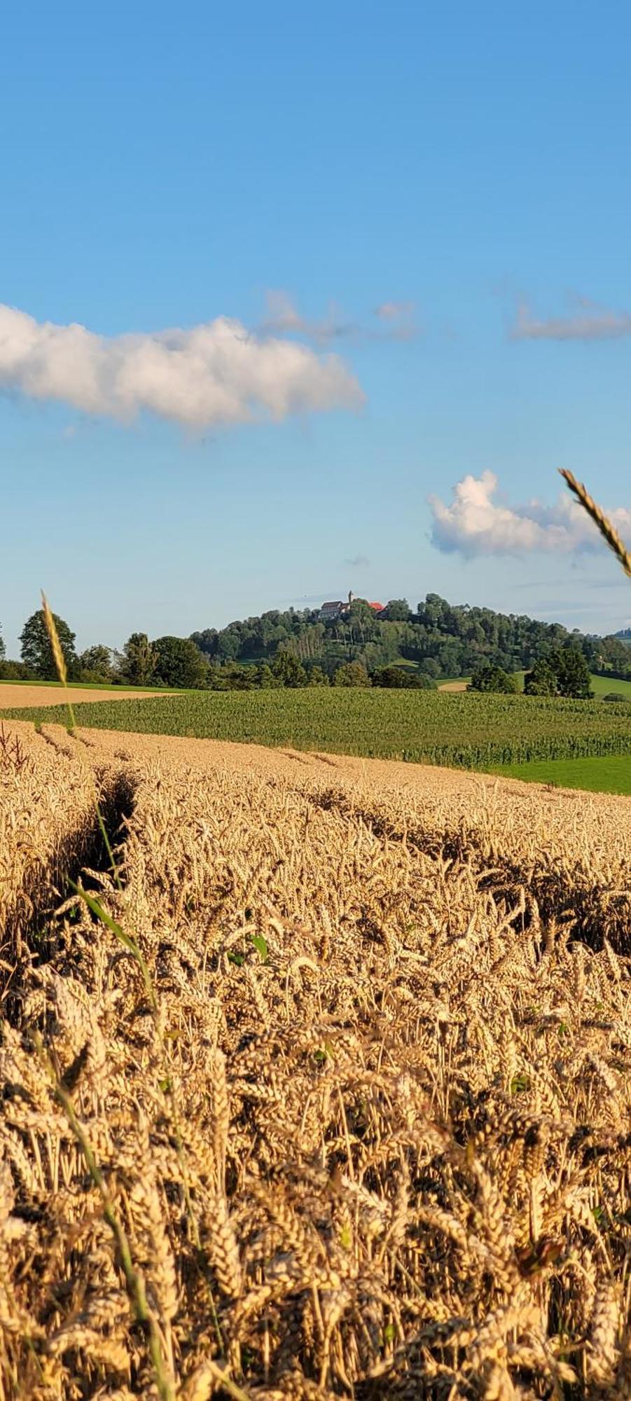 Ferienwohnung Bayerwaldblick Jandelsbrunn ภายนอก รูปภาพ