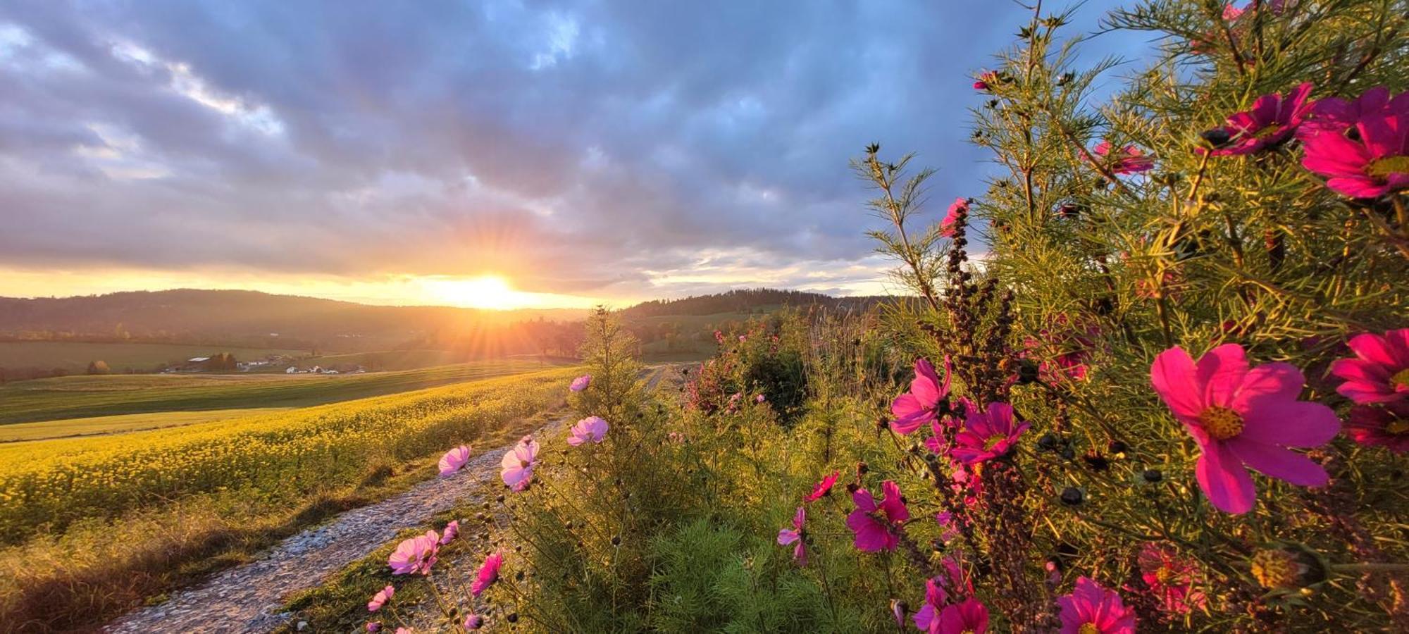 Ferienwohnung Bayerwaldblick Jandelsbrunn ภายนอก รูปภาพ
