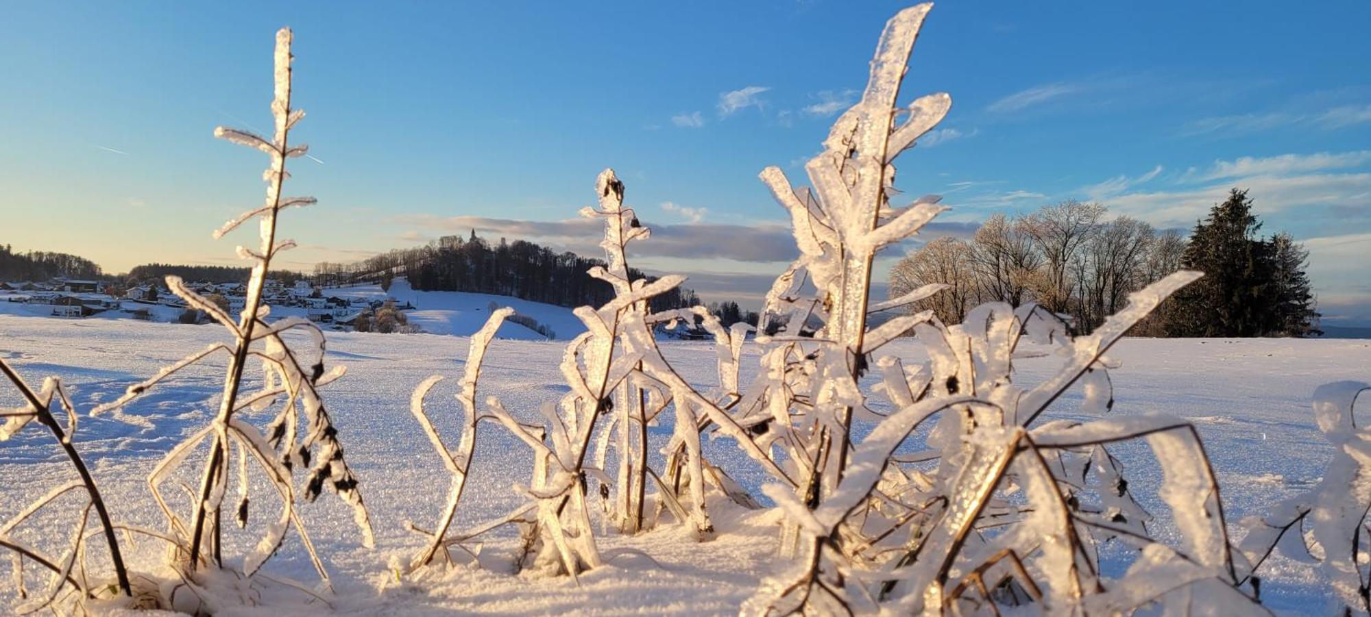 Ferienwohnung Bayerwaldblick Jandelsbrunn ภายนอก รูปภาพ