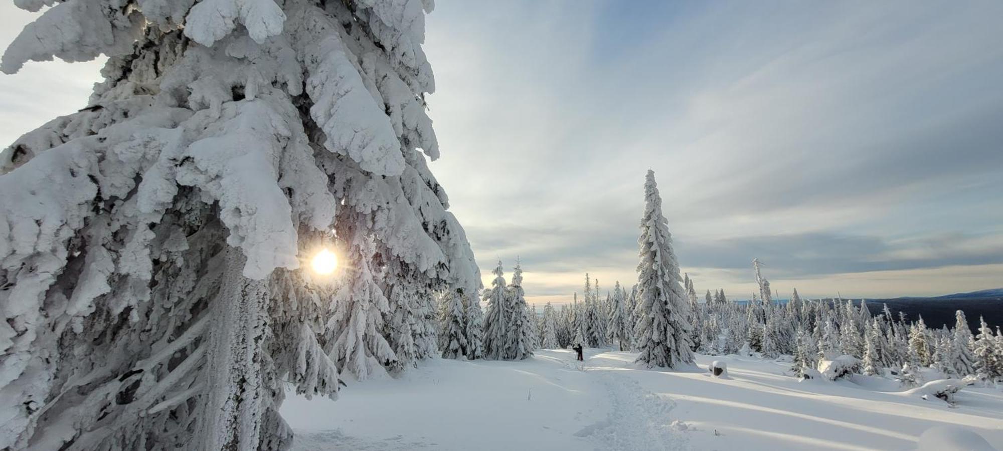Ferienwohnung Bayerwaldblick Jandelsbrunn ภายนอก รูปภาพ