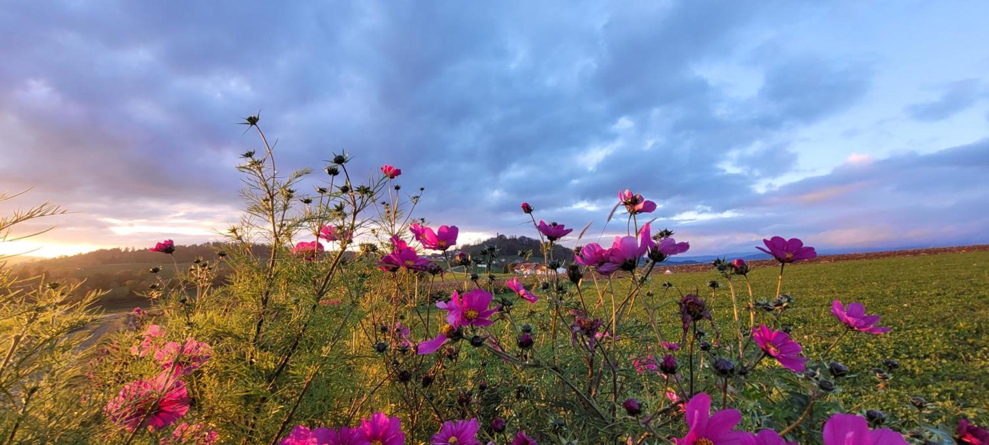 Ferienwohnung Bayerwaldblick Jandelsbrunn ภายนอก รูปภาพ
